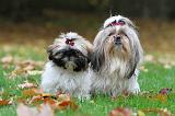 SHIH TZU 083